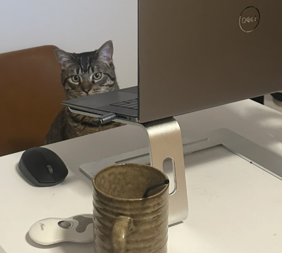 Benji the cat peeking over the top of a laptop at a desk